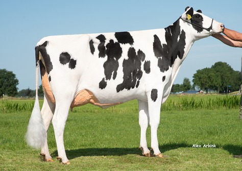 Hedra Froukje 1279 VG-86