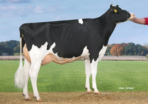 Hedra Lou Etta 598 VG-88