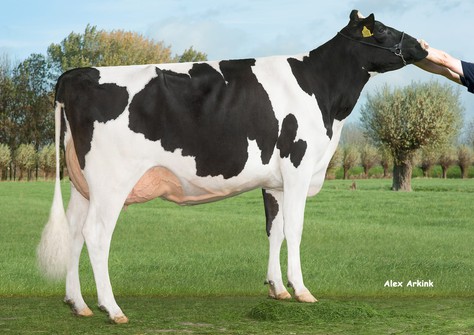 Hedra Marie 798 VG-86