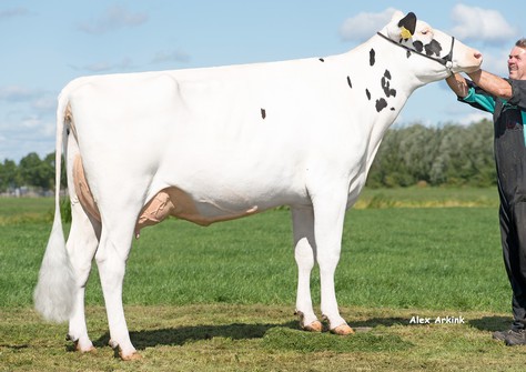 Hedra Remarlinda 691 VG-87