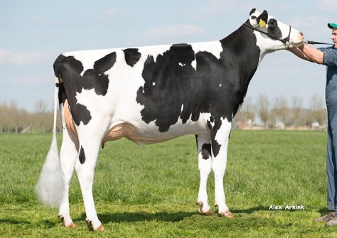 Hedra Remarlinda 810 VG-88