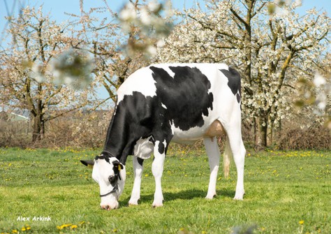 Hedra Remarlinda 810 VG-88