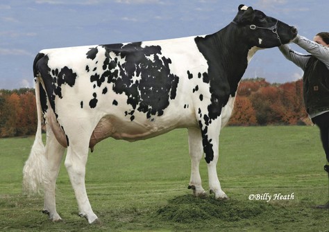 Hendel Shottle Mica VG-88