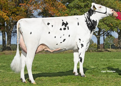 HET Sound Chenile VG-86