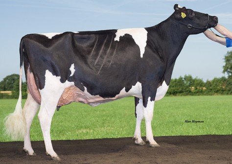 Charity 4 VG-88