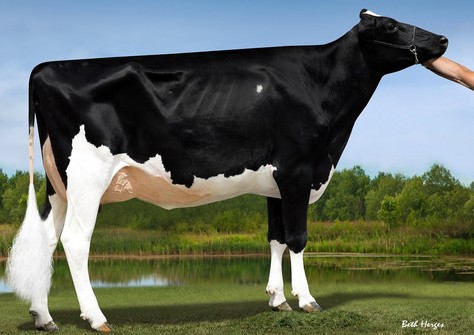 MS Ariannas Door Armani VG-85