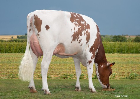 3STAR HLB Adora Red GP-84