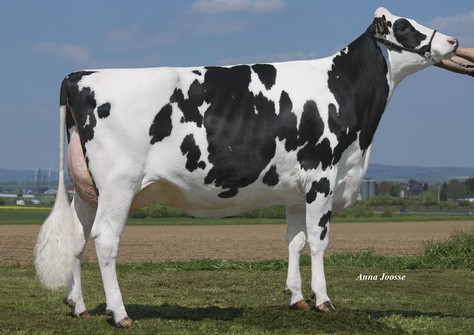 HLB Baccara VG-87