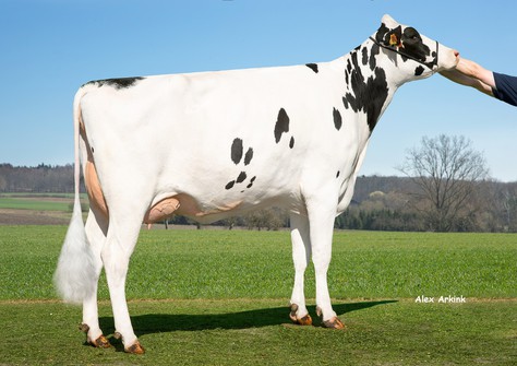 HLB Berberitze HLB Berberitze