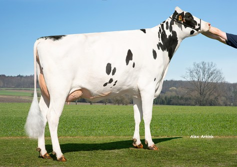 HLB Berberitze VG-85