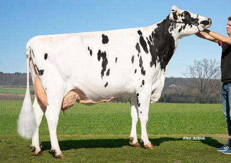HLB Bermuda VG-85 HLB Bermuda VG-85