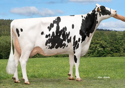 HLB Olala VG-85