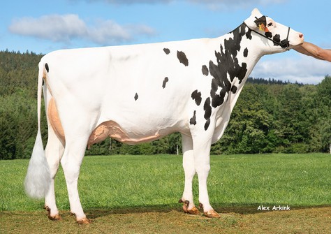 HLB Pinie VG-85