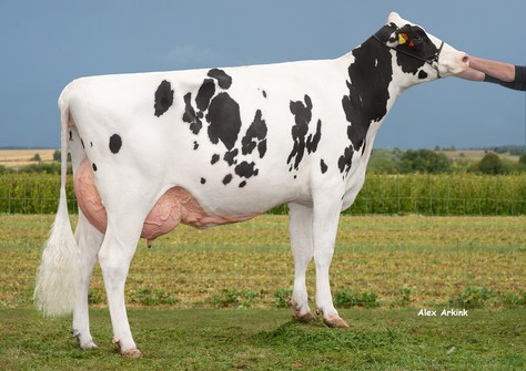 HLB Prawda P RDC VG-85