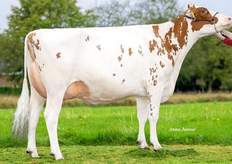 HMH 3STAR Flash Red VG-87