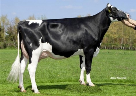 HMO Super Carmel VG-87