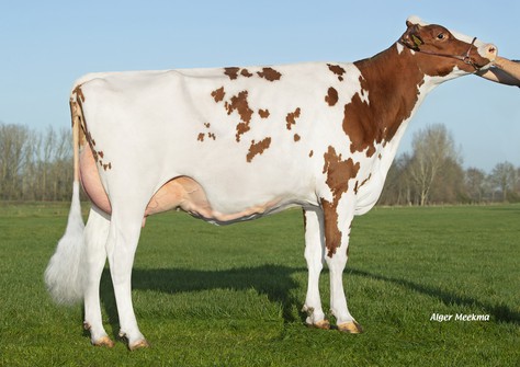 Holbra A-L-H Rebecca Red VG-87