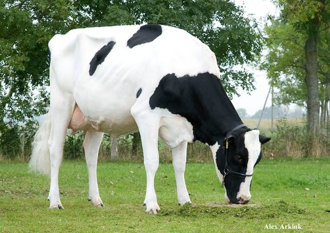 Holbra Atwood Patty VG-88