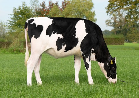 Holbra Blexy 