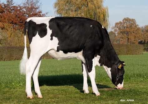 Holbra Dropbox Sublime 