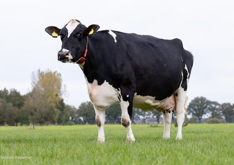 Holbra Ferdi 3 VG-87