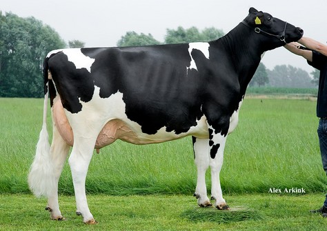 Holbra Ferdi VG-87