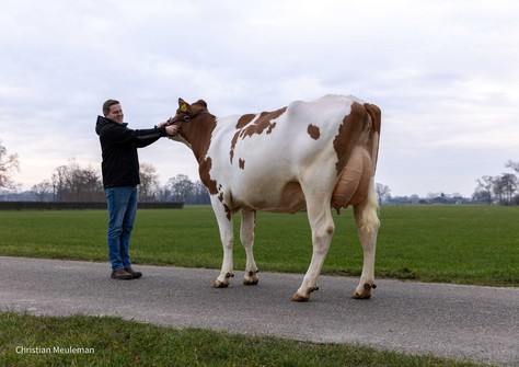 Holbra Halo Red P VG-87