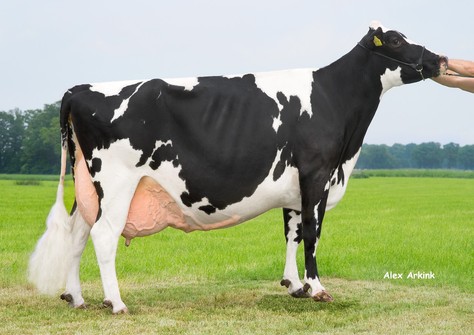 Holbra Hillie 20 EX-91