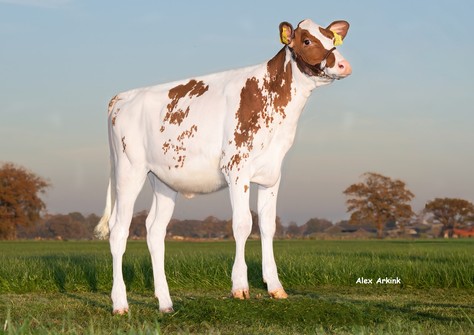 Holbra HiPo Rosalyn Red 