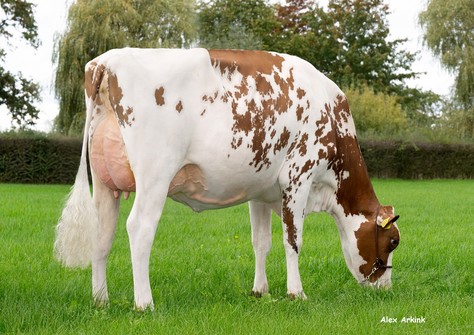 Holbra Hipo Rosi Red VG-87