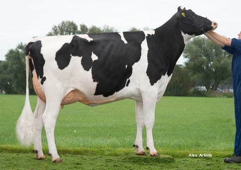 Holbra Joy 1 VG-89