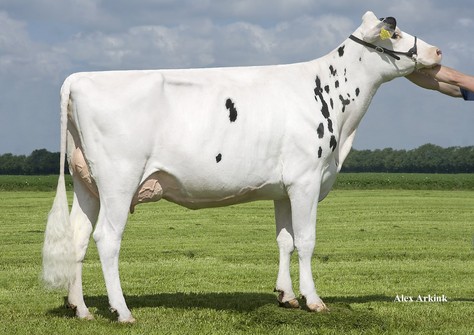 Holbra Lady Snow VG-88