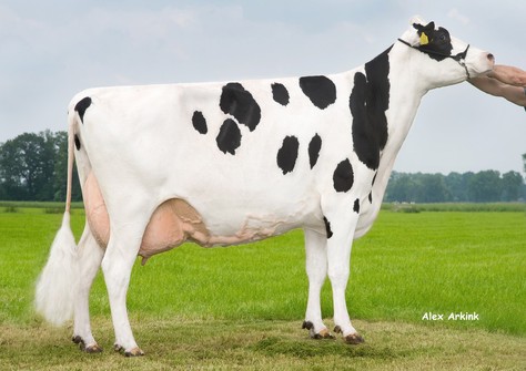 Holbra Malon VG-87