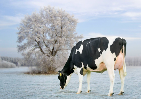 Holbra Malon 3 VG-88