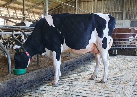 Holbra Malon 39 VG-85