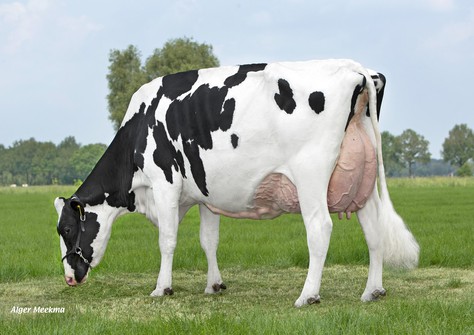 Holbra Malon 8 EX-90