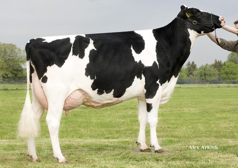 Holbra Mascol Pam VG-87