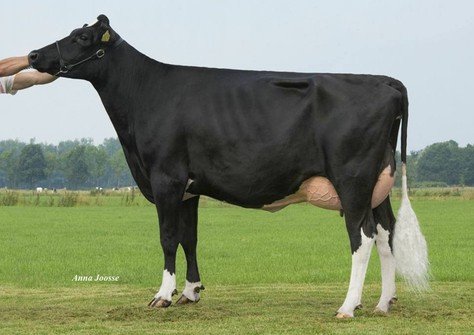 Holbra Mika VG-86