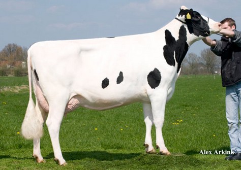 Holbra Paulona VG-85