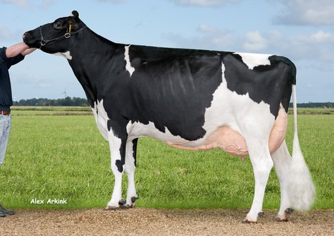 Holbra Paya VG-88