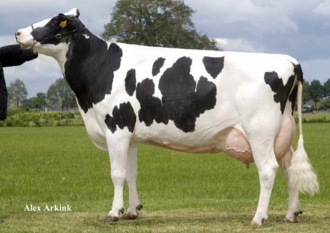 Holbra Petra VG-87