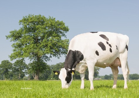 Holbra Sanadi VG-87