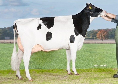 Holbra Sandian VG-88