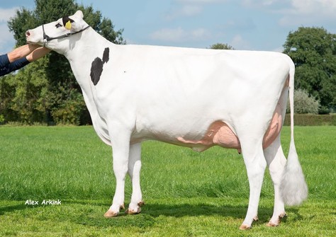 Holbra Sandoya VG-86