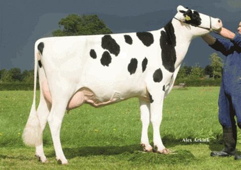 Holbra Malon VG-86