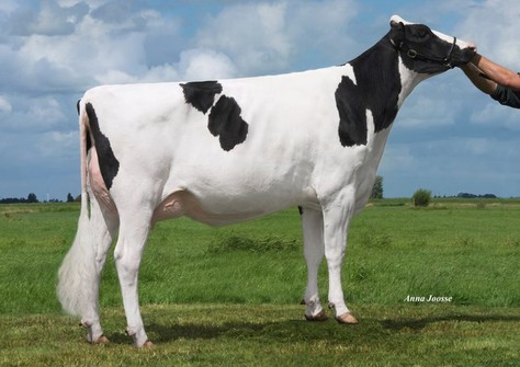 Holec Mogul Panzul VG-88