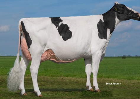 Holec Mogul Panzul VG-88