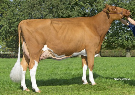 Holec Redrose Diamond VG-88