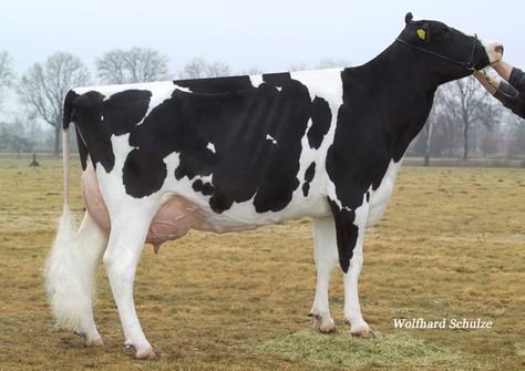 HPH Shottle Malmö EX-91