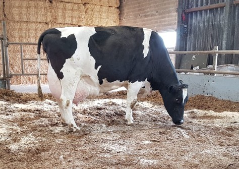 HS Excitement VG-86 HS Excitement VG-86